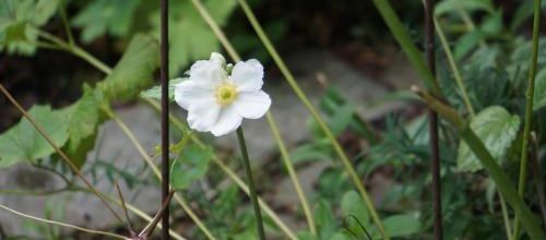 unique Honorine Jobert