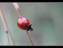 Coccinelle de décembre...