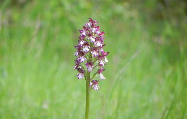 L'orchidée sauvage : orchis purpurea (orchis pourpre)