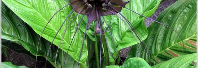 FLEURS VENUS D'AILLEURS   No 2