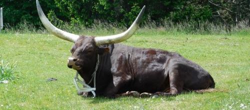 boeuf 