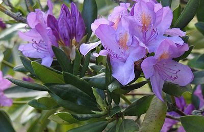 J'aime les rhododendrons !