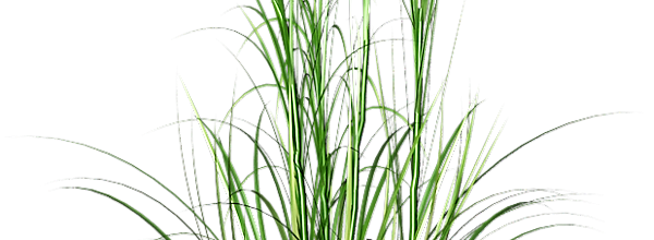 ѼVegetation
