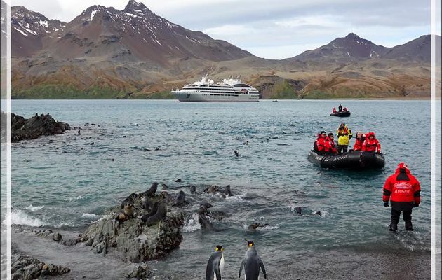 Manchots royaux, Otaries à fourrure antarctique et Eléphants de mer juvéniles accueillent les touristes - Whistle Cove - Fortuna Bay - Géorgie du Sud