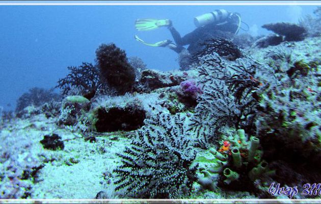 Gorgones branchues - Kuda Miaru Thila  - Atoll d'Ari - Maldives