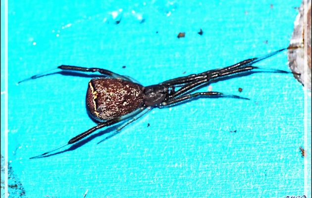 Minuscule araignée "au cul à tête de chouette" Episine tronqué (Episinus truncatus) - Lartigau - Milhas - 31