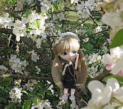 Haru no sakura 