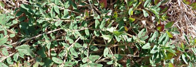 Euphorbia maculata - euphorbe maculée