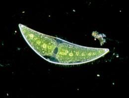 Closterium moniliferum transforme le strontium de l'eau