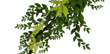 ѼVegetation