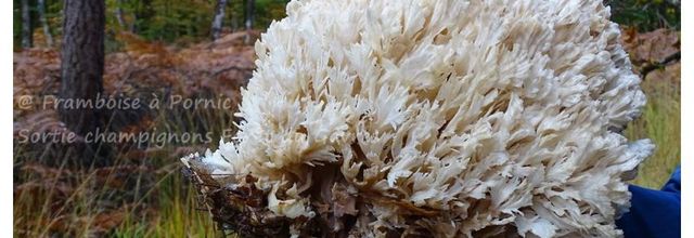 Sortie champignons en forêt du Gavre 