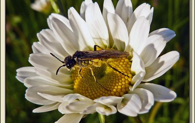 Faune des Pyrénées (Images de mon ancien blog, année 2010)