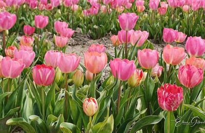Le temps des tulipes en Haute Provence