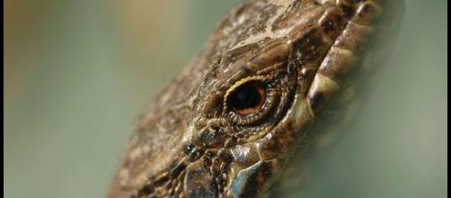 Premier lézard 