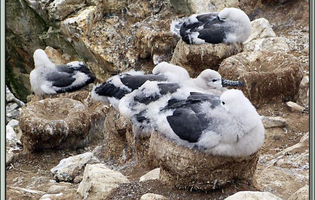 HLM à poussins d'Albatros à sourcils noirs (Thalassarche melanophris) - New Island - Falkland Islands, Iles Malouines, Islas Malvinas