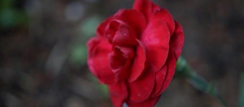 Un instant au jardin : la passion pour un oeillet