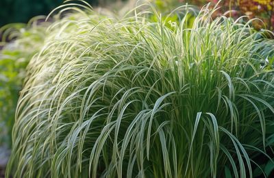 Massif de Jardin Moderne : un Design Epuré et Contemporain