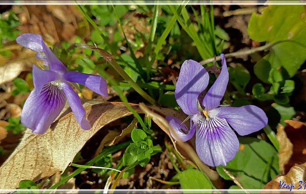 Les Violettes odorantes sont bien précoces, même à 850 m d'altitude (Viola odorata) - Cazarilh - Razecueillé - 31