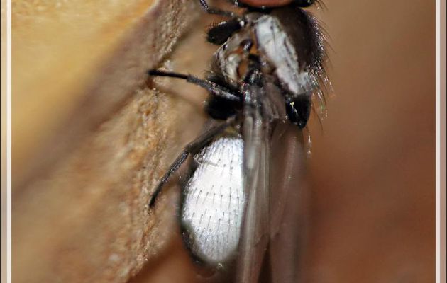 Un joli petit diptère mâle (2mm), cleptoparasite des abeilles solitaires, à abdomen blanc et avec un U de la même couleur sur le thorax : Milichia speciosa - Lartigau - Milhas - 31