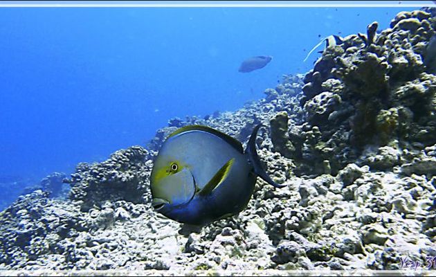 Chirurgien à queue blanche, Elongate surgeonfish or Pale surgeonfish (Acanthurus mata) - Passe Tumakohua (passe sud) - Atoll de Fakarava - Tuamotu - Polynésie française