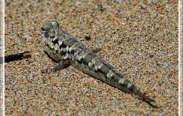 Un étrange poisson sauteur et amphibie, le Poisson-grenouille - Périophthalme rayé d'argent, Silverlined mudskipper (Periophthalmus argentilineatus) - Nosy Be - Madagascar