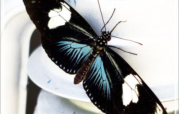 Animation gif : Papillon Héliconius Doris forme bleue - Inkaterra Hacienda Concepcion - Puerto Maldonado - Pérou