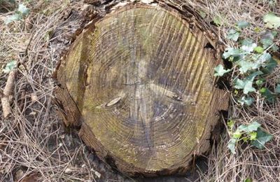 Elfe dans un tronc d'arbre 