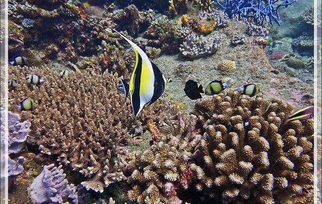 Idole des Maures, Pavillon cocher, Zancle cornu, Moorish Idol (Zanclus cornutus) et Poisson-faucon de Forster Paracirrhites forsteri) - Les Tétons - Nosy Tsarabanjina - Nosy Mitsio - Madagascar