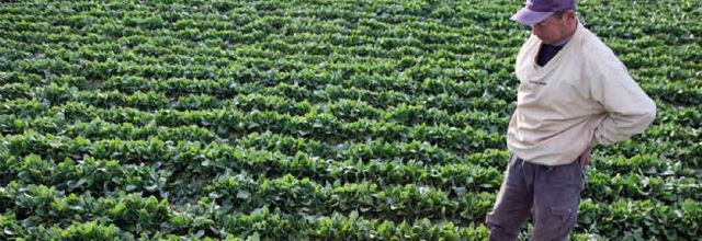 Fukushima, le tabou de la contamination alimentaire