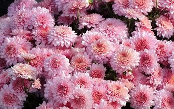Les marguerites d'automne ...