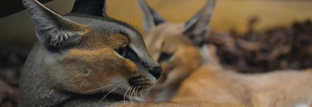 La Ménagerie, le Zoo du Jardin des Plantes : Sanaa et sa fille Ida, femelles Caracal