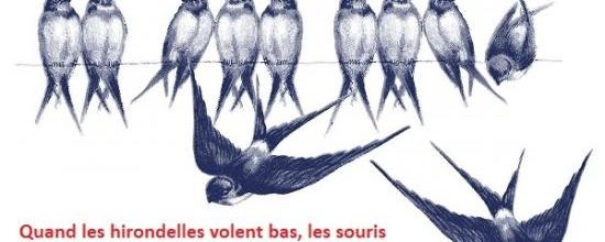 Quand les hirondelles volent bas ...