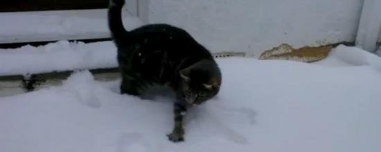 REGARDEZ CE CHAT DECOUVRIR LA NEIGE POUR LA PREMIERE FOIS