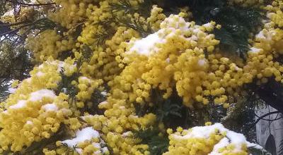 Printemps neigeux
