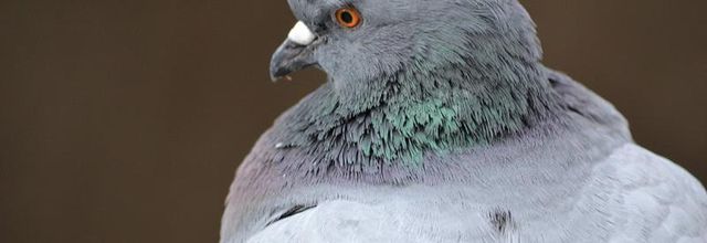 Faut-il détester et avoir peur des pigeons ?