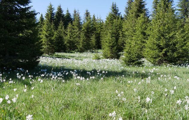 Noir et blanc... et une touche de couleur