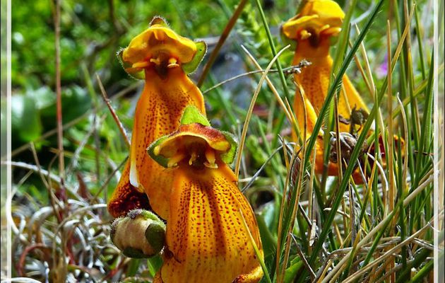 Pantoufle de Darwin, Zapatito de la Virgen, Sand Lady's Slipper (Calceolaria uniflora darwinii) - Parque Torres del Paine - Patagonie - Chili