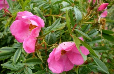 Rosa nitida Wildenow