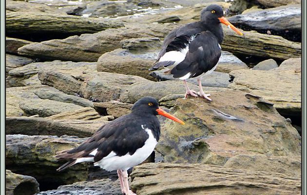 Huîtrier de Garnot (Haematopus leucopodus) - Saunders Island - Falkland Islands, Iles Malouines, Islas Malvinas