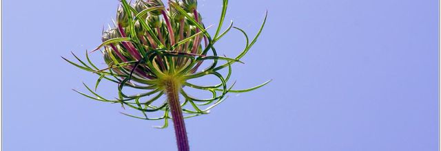 Carotte Sauvage (2) - Daucus carota