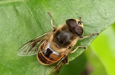 EB - Petits insectes sur mes fleurs...