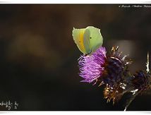 Le Citron de Provence (Gonepteryx cleopatra) - Pieridae