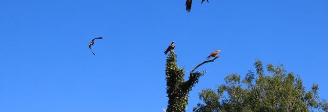 les oiseaux au Puy du Fou -2