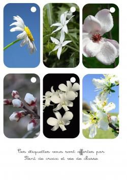 Cartonnettes fleurs blanches