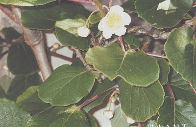 Les fleurs femelles de l’actinidia….