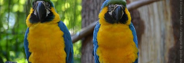 La Ménagerie du Jardin des Plantes : L'Ara bleu