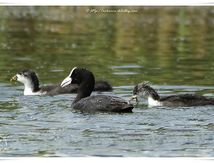 Foulques macroules - Fulica atra - Eurasian Coot