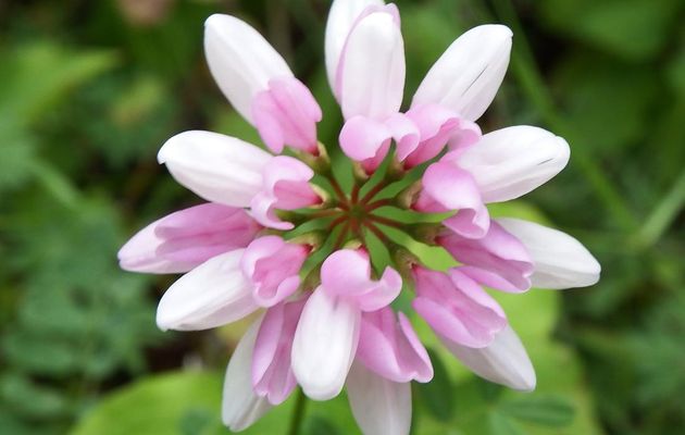 une fleur blanche 
