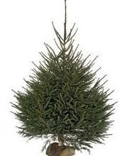 Collecte des sapins de Noël