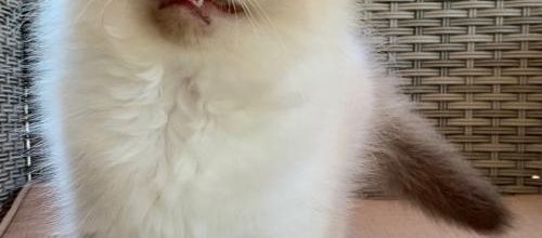 Roooh la laaa ❤️